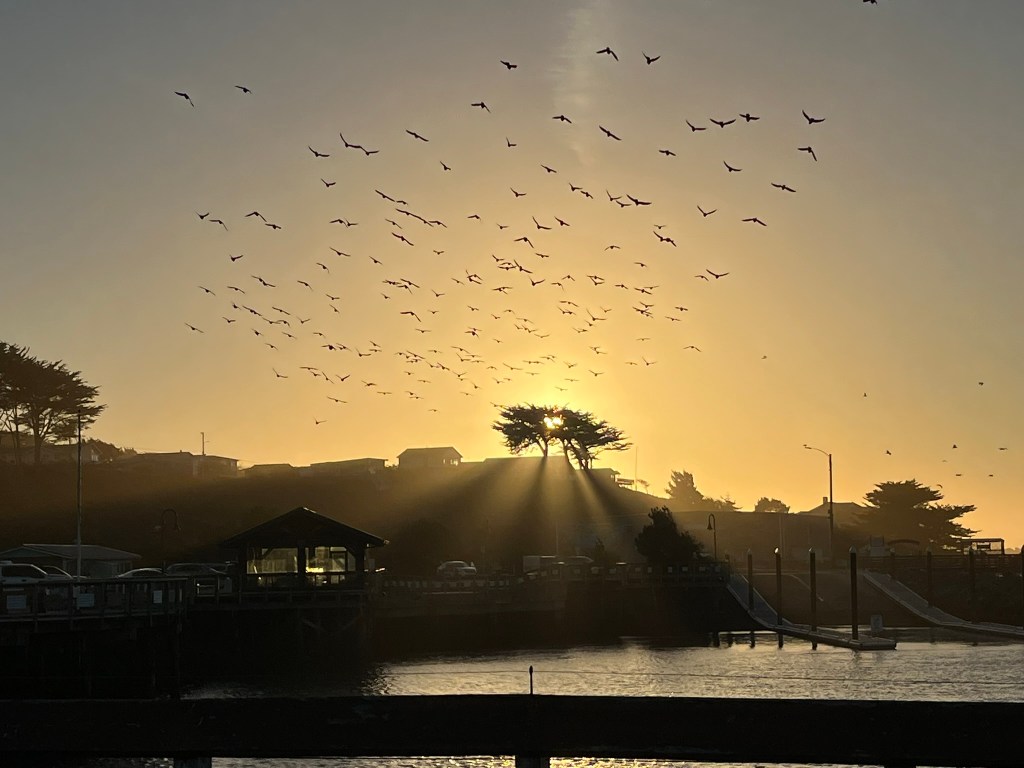 Flock of birds against a setting sun
